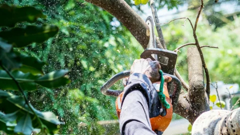 Expert Tree Care, Removal, and Maintenance Services