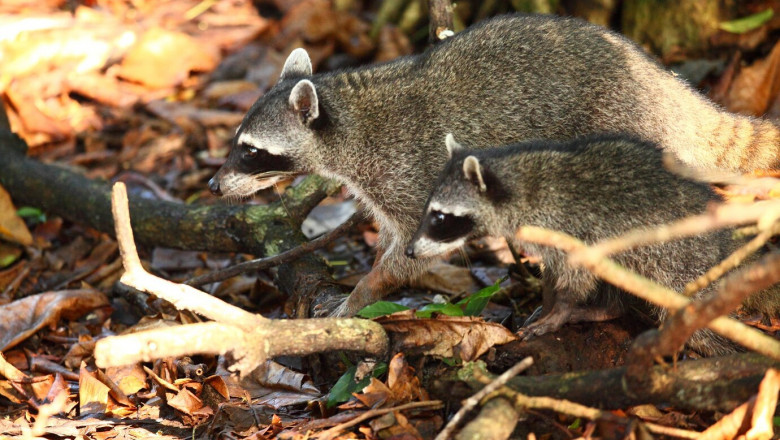 What is the Most Effective Method for Humane Raccoon Removal?