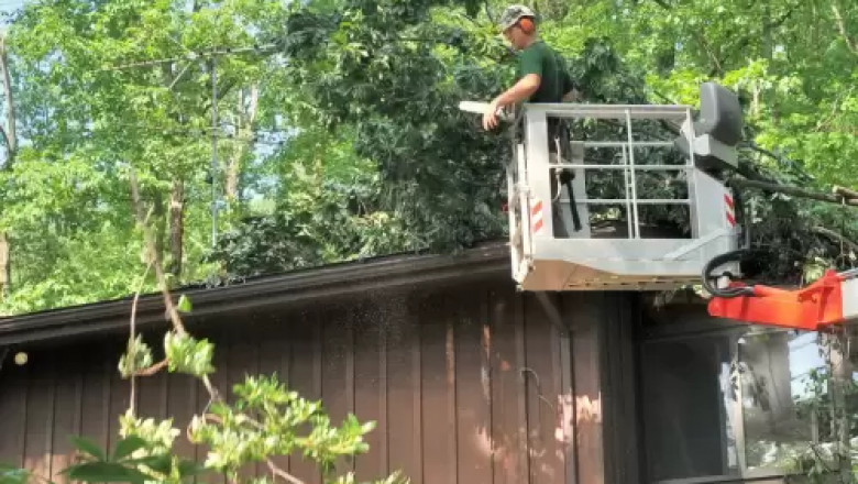 Affordable & Reliable: Cheap Tree Removal Services Near You