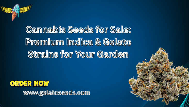 Cannabis Seeds for Sale: Premium Indica & Gelato Strains for Your Garden
