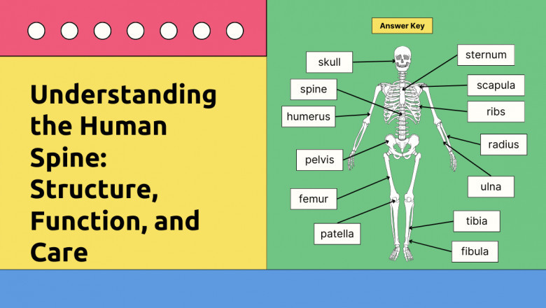 Understanding the Human Spine: Structure, Function & Health Tips