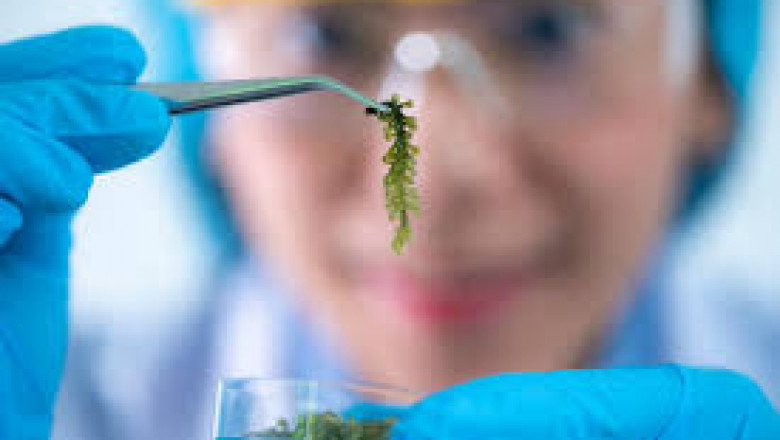 Blue Biotechnology Market by Application, Source, and Region: Global Forecast to 2032