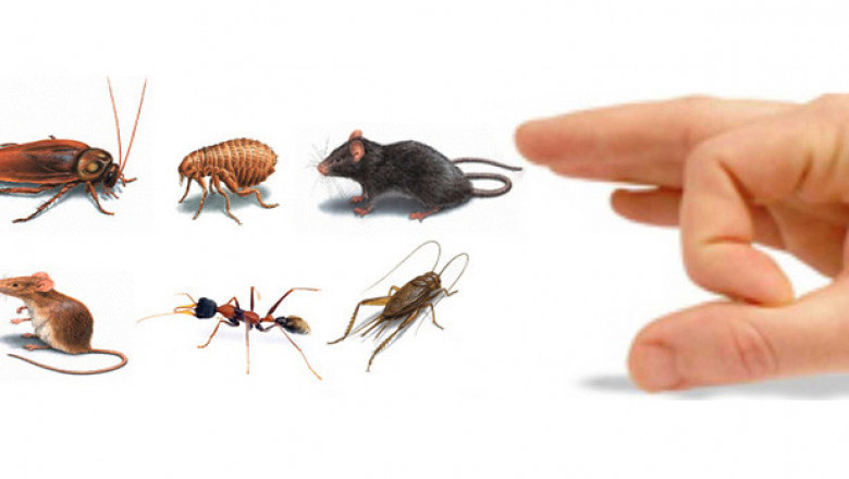 Complete Guide to Effective Pest Control Coquitlam: Protecting Your Home and Business