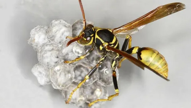 Effective Wasp Control Stewart Manor: Ensuring Safety and Peace of Mind