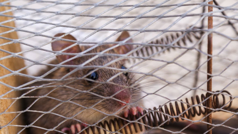 Rodent Control Perth: Preventing Future Infestations