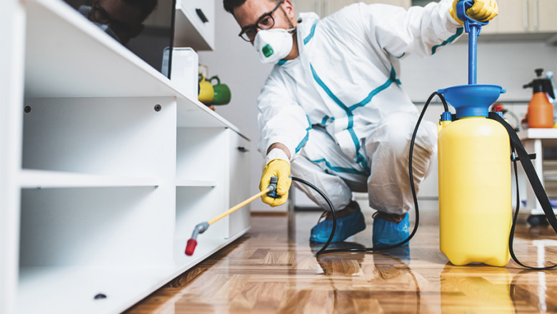 The Ultimate Guide to Eco Friendly Pest Control Solutions in 2025